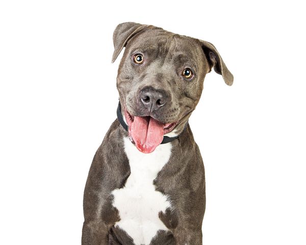 The 5 Best Dog Food For Pitbulls