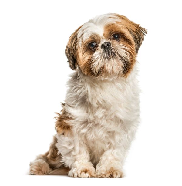 The 5 Best Dog Foods For Shih Tzus