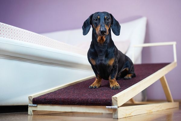 Discover The Best Dog Ramps