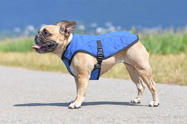 The 5 Best Dog Cooling Vests