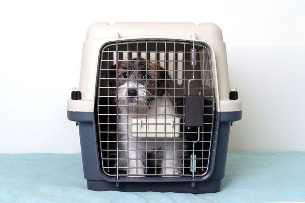 Finding The Best Dog Travel Crate