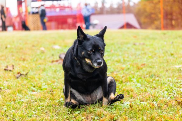 The Best Anal Gland For Dogs
