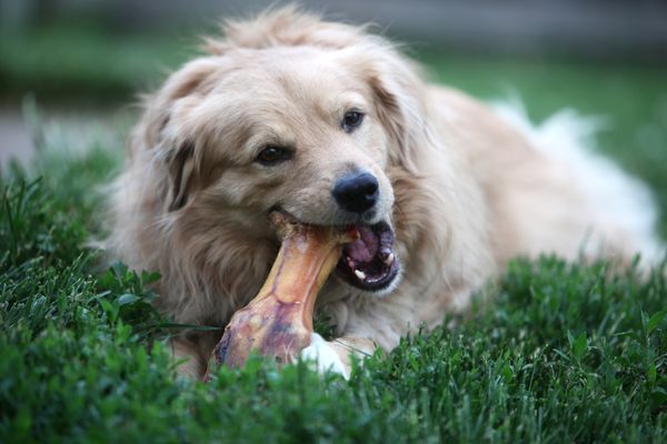 The Best Bones For Dogs