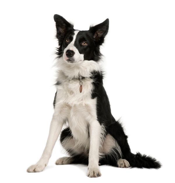 The Best Training Collar For Stubborn Dogs: A Comprehensive Review