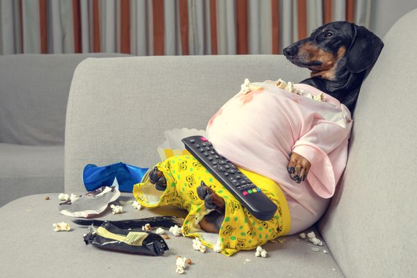 The Best Dog Food For Weight Loss