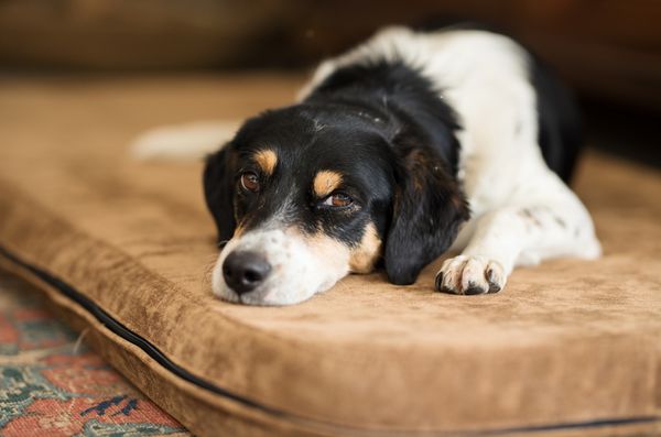 The Best Food For Dogs With Kidney Disease