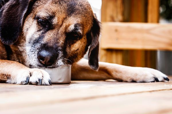 Top Picks For The Best Canned Dog Food