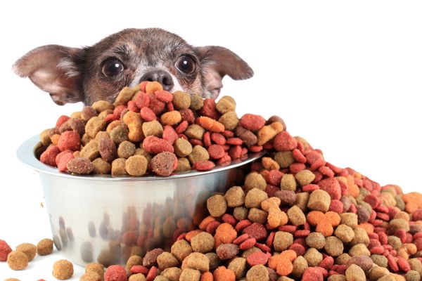 The Best Freeze Dried Dog Food: Vets' Top Choices