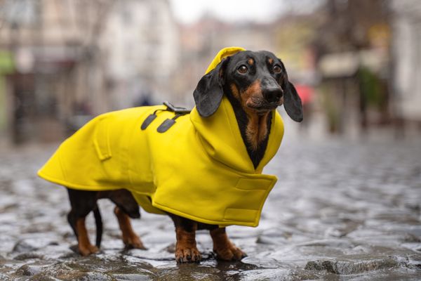 The 5 Best Dog Rain Coats You Should Know About