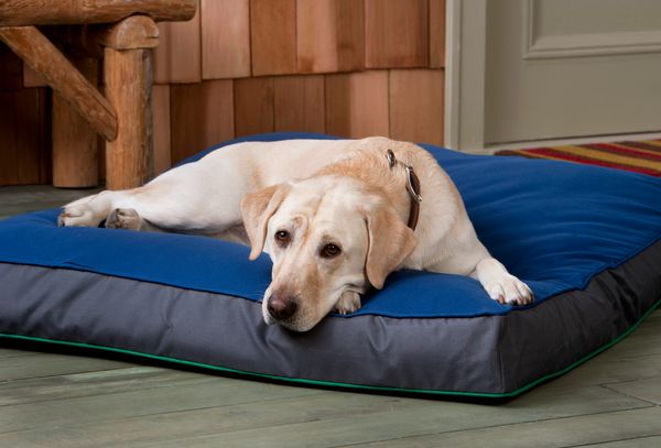 The Best Orthopedic Dog Beds For 2023