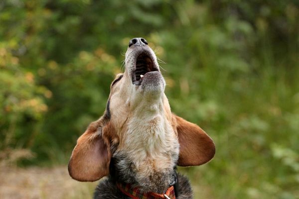 The Best Anti-Dog Barking Devices For Today