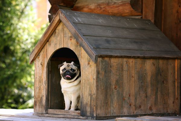 The 5 Best Dog Houses To Make Your Pup Feel At Home